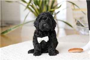 Roman - Cockapoo for sale