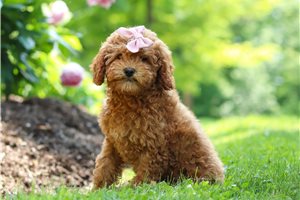 Journey - Cockapoo for sale