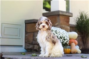 Lassie - puppy for sale