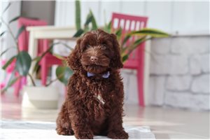 Monty - Cockapoo for sale