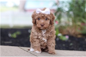 Karlita - Cockapoo for sale