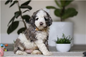 Dalton - Cockapoo for sale