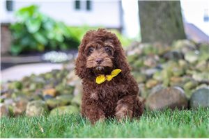 Asher - Cockapoo for sale