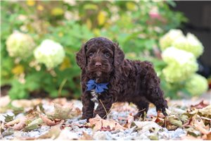 Emmett - Cockapoo for sale
