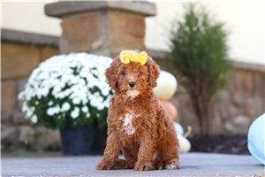 Miriam - Cockapoo for sale