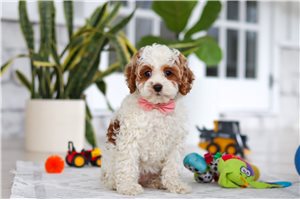 Farrah - Cockapoo for sale