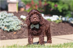 Mason - Cockapoo for sale