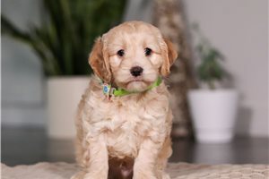Anthony - puppy for sale