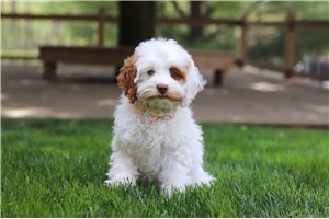 Fauna - puppy for sale