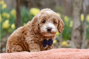 Gyro - puppy for sale