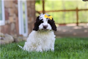 Bubbles - Cockapoo for sale