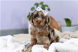 Buttercup - Cockapoo for sale