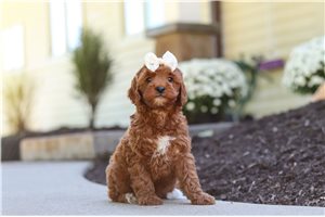 Monica - Cockapoo for sale