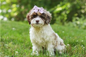Eucalyptus - Cockapoo for sale