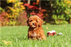 Megan - Cockapoo for sale