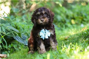 Heath - Cockapoo for sale