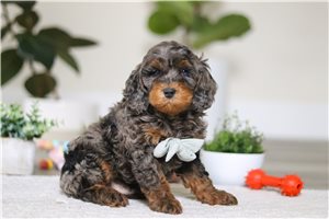 Denton - Cockapoo for sale