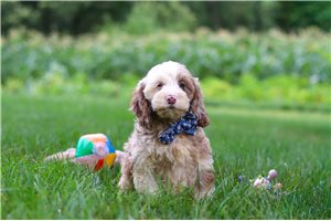 Callen - Cockapoo for sale