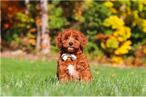 Monica - Cockapoo for sale