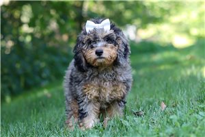 Jemma - Cockapoo for sale