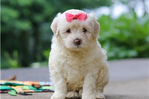 Helga - Cockapoo for sale