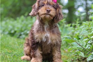 Hope - Cockapoo for sale