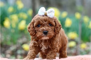Giselle - Cockapoo for sale