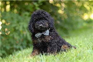 Herald - Cockapoo for sale