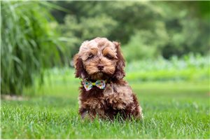 Martin - Cockapoo for sale