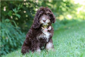 Honey - Cockapoo for sale