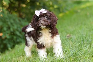 Maria - Cockapoo for sale
