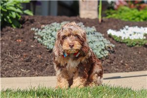 Darian - Cockapoo for sale