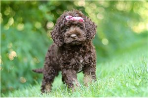 Helen - Cockapoo for sale