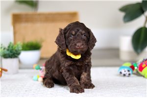 Anthony - puppy for sale