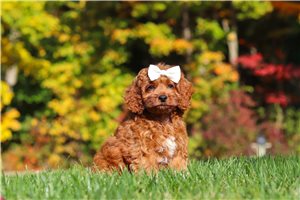 Melody - Cockapoo for sale