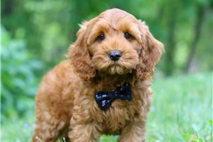 Gustavo - Cockapoo for sale