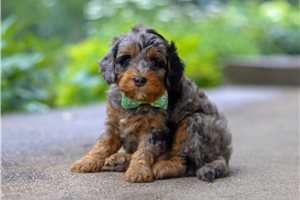 Joey - Cockapoo for sale