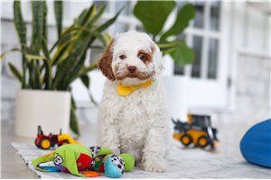 Fauna - Cockapoo for sale