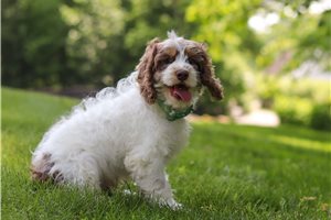 Hans - Cockapoo for sale