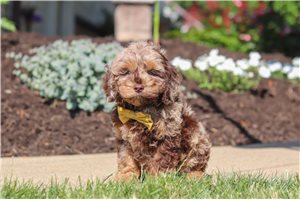 Martin - Cockapoo for sale