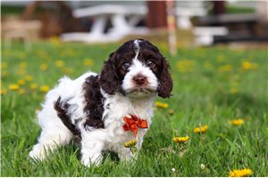 Benny - puppy for sale