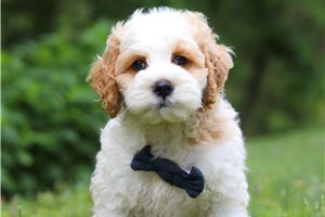 Hook - Cockapoo for sale