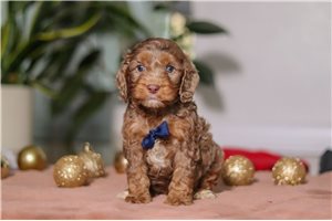 Vaughn - Cockapoo for sale