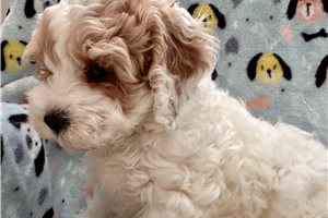 Auster - puppy for sale