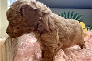 Aubrey - puppy for sale