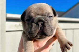 Tobias - French Bulldog for sale