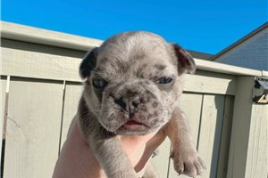 Tristan - French Bulldog for sale