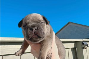 Tate - French Bulldog for sale