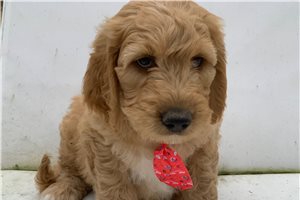 Silas - Goldendoodle for sale