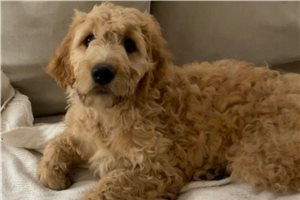 Silas - Goldendoodle for sale